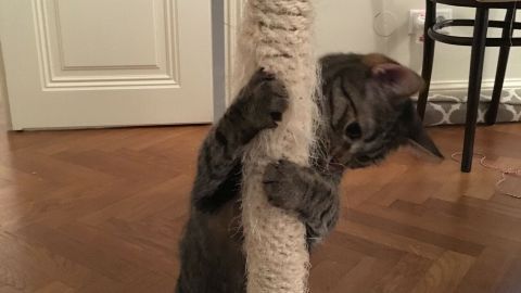 Ein Kratz-Tischbein für Katzen steht stabil unter einem Tisch, während eine Katze daran kratzt und spielt.