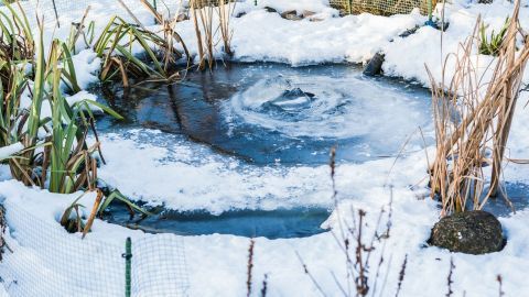 Ein kleiner Teich, teilweise zugefroren, mit dünnem Wasser und Schnee, umgeben von Pflanzen, bietet Tieren eine Trinkstelle.