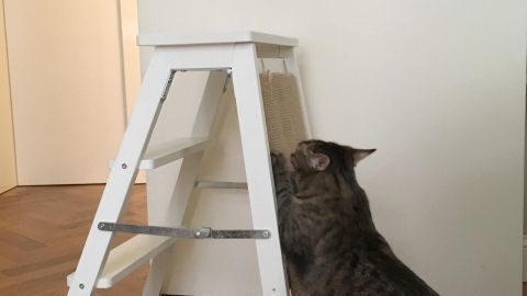 Eine Katze untersucht eine weiße Kratz-Trittleiter in einem hellen Raum mit Holzfußboden und geschlossenen Türen.