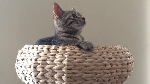 Eine Katze sitzt entspannt in einem geflochtenen Kratzbaum und beobachtet die Umgebung aus ihrer erhöhten Position.