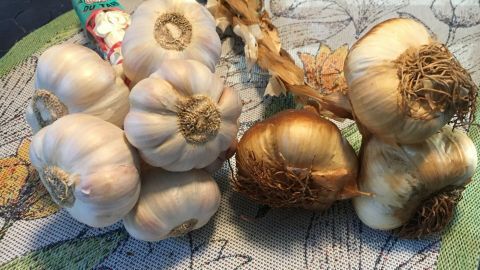 Geräucherter Knoblauch liegt auf einem bunten Tuch, einige Zehen sind gut sichtbar, umgeben von weiteren frischen Knoblauchzehen.