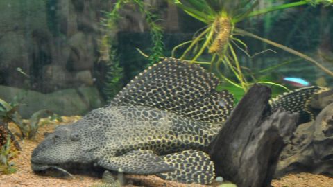 Mithilfe einer Schieferplatte kann man gegen Algen im Aquarium vorbeugen. Ein großer Panzer-Zwergwels liegt auf dem Sandboden eines Aquariums, umgeben von Pflanzen und Schiefer, der Algenvorbeugung dient.