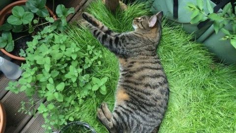 Eine Katze liegt entspannt auf einer bequemen Grasbox auf einem Balkon, umgeben von Pflanzen und Holz.