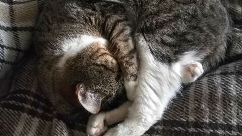 Eine ältere Katze liegt zusammengerollt auf einer warmen Decke und schläft friedlich, was ihre Hörprobleme verdeutlicht.