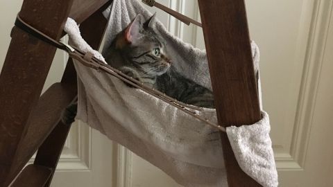 Eine Katze liegt entspannt in einer Hängematte, die an einer Leiter befestigt ist, in einem hellen Raum mit Holzboden.