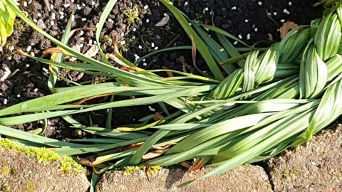 Grüne, verblühte Narzissenblätter liegen auf dem Boden, umgeben von Erde und kleinen Steinen im Garten.