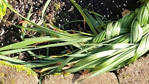 Verblühte Narzissen - was tun mit den Blättern?