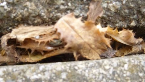 Kochwasser zur Bekämpfung von Löwenzahnblättern und auch rotem Unkrautklee, weiterverwenden. Die Methode nicht so gut bei Unkräutern mit starken Stielen und Blättern, z. B. Disteln. Getrocknete Blätter liegen auf einer grauen Oberfläche, umgeben von Steinen, möglicherweise als Unkrautkontrolle durch Kochwasser gedacht.