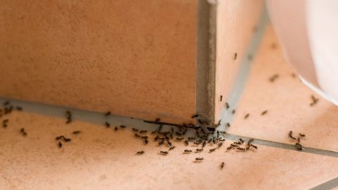 Ameisen krabbeln am Boden neben einem Möbelstück in einem hellen Raum, was auf einen Befall im Haus hinweist.