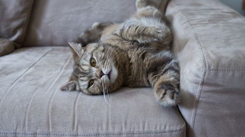 Eine graue Katze liegt entspannt mit ausgestreckten Pfoten auf einem hellen Sofa, umgeben von einem gemütlichen Raum.