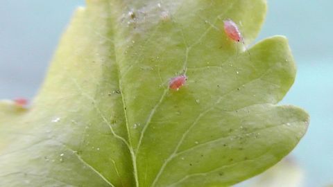 Zu jeder Pflanze stecke ich eine Zehe Knoblauch in die Erde in Wurzelnähe. Wenn die Knoblauchzehe treibt, den grünen Keim immer wieder abpitschen. Es dauert ein paar Tage, bis die Läuse ihren Hut nehmen, aber es wirkt. Auf einem grünen Blatt sind mehrere kleine, rote Blattläuse zu sehen, die sich an der Pflanze festhalten.