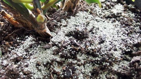 Ein grüner Pflanzenstängel wächst aus Blumenerde, die mit weißem Schimmel bedeckt ist, was eine Pflegeproblematik darstellt.