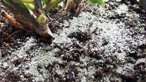 Schimmel auf Blumenerde verhindern