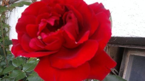 Eine rote Rose blüht prächtig im Garten, umgeben von grünen Blättern, während sie ihr Aroma verströmt, das Insekten anzieht.
