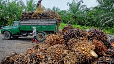 Ein Lkw beladen mit frischen Ölpalmenfrüchten fährt durch eine Plantage, umgeben von grünen Palmen.