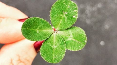 Eine Hand hält ein vierblättriges Kleeblatt, das symbolisch für Glück an Silvester steht, vor einem neutralen Hintergrund.
