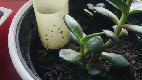 Eine gelbe Klebefalle für Trauermücken steht in einem Blumentopf neben einer saftigen Pflanze auf einem Fensterbrett.