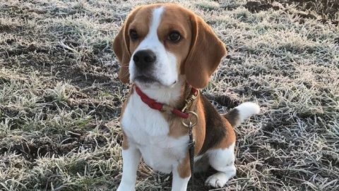 Ein Hund sitzt auf gefrorenem Gras und sieht aufmerksam in die Kamera, während frostige Umgebung im Hintergrund sichtbar ist.