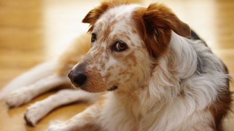 Hundeschreck: Rutschigen Boden vermeiden