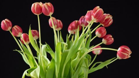 Ein blühender Strauß rot-gestreifter Tulpen steht in einer klaren Vase, umgeben von einem schlichten schwarzen Hintergrund.