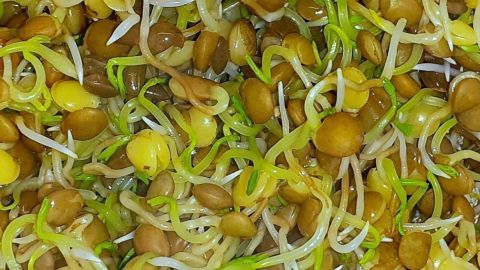 Linsen-Sprossen wachsen in einer bunten Ansammlung, die frische, grüne Triebe und goldene Linsen zeigt.