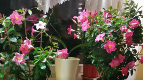 Bunte Dipladenien blühen üppig auf einem Fensterbrett, umgeben von weiteren grünen Pflanzen im heimischen Raum.