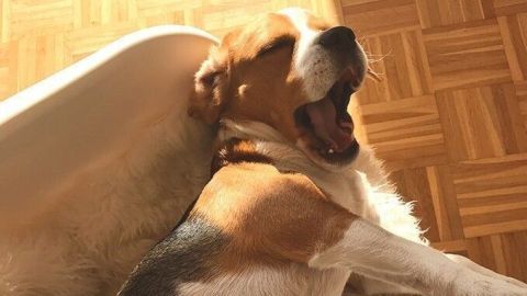 Ein Beagle liegt entspannt auf einem weichen Pelz, während er sich gähnend in einem sonnigen Raum ausruht.