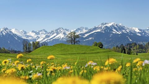 Ein blühendes Feld mit gelben Löwenzahnblüten erstreckt sich vor majestätischen, schneebedeckten Bergen im Allgäu.