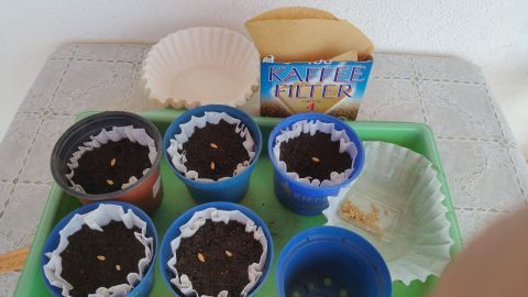 Kleine Pflänzchen wachsen in bunten Töpfen auf einer grünen Unterlage, umgeben von Zubehör wie Kaffeefiltern.