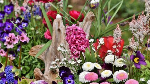 Colorsfrohe essbare Blumen wachsen um einen Holzstamm, umgeben von grünen Blättern in einem blühenden Garten.