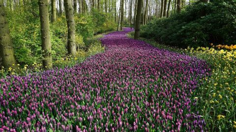 Ein blühender Pfad aus lila Blumen erstreckt sich durch einen Wald, umgeben von frischem Grün und dem Duft der Natur.