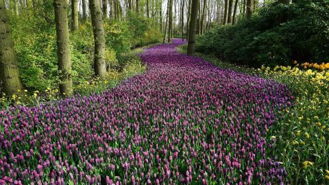 Blumenkalender und essbare Pflanzen Teil 2: Weitere Frühlingsboten