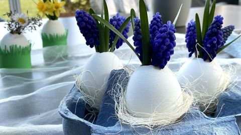 Eierväschen mit blauen Blumen stehen in einem Eierkarton auf einem Tisch, umgeben von frischen Frühlingsdekorationen.
