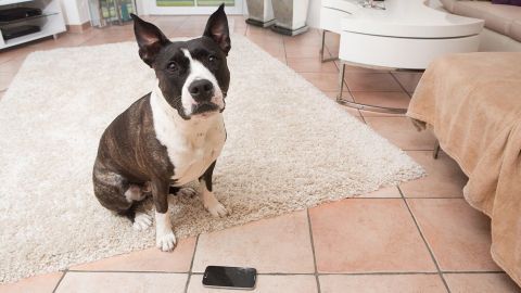 Ein Hund sitzt auf dem Boden in einem Wohnzimmer und schaut aufmerksam auf ein Smartphone, das vor ihm liegt.