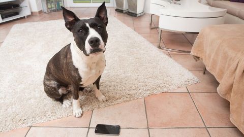 Hundehaftpflichtversicherung – nötig für jeden Hundehalter?