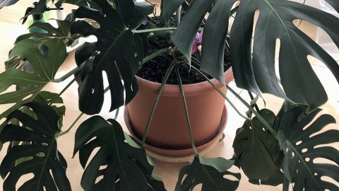 Ein großer Pflanzentopf steht auf einem selbstgebauten Rollbrett und wird von üppigen Monstera-Blättern umgeben.