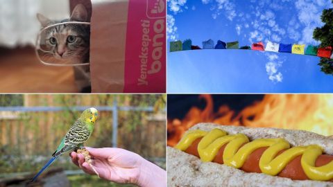 Eine Katze sitzt in einer Kiste, während ein Vogel auf einer Hand sitzt. Im Hintergrund sind bunte Wimpel am Himmel. Ein Hotdog mit Senf brutzelt.