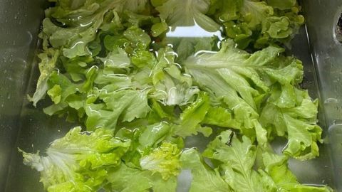 Frischer grüner Salat schwimmt in einer Schüssel mit Wasser, um wieder schön knackig zu werden.