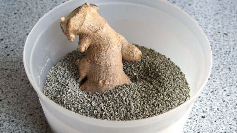 Ein Ingwerstück steht in einem Behälter mit Kies, platziert auf einer grauen, körnigen Küchenarbeitsplatte.
