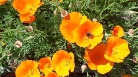 Blütenpracht, Nahrung für Bienen und Insekten