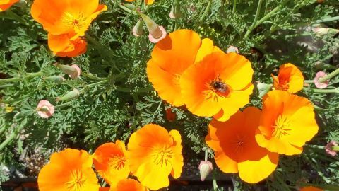 Leuchtend orangefarbene Blüten umgeben von grünem Laub bieten Nahrung für Bienen und Insekten in einem sonnigen Garten.