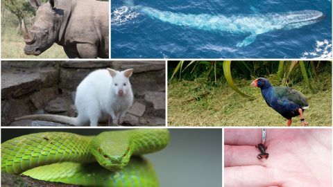 Ob gigantisch groß oder winzig klein, neu entdeckt oder wieder aufgetaucht: Diese 6 Tiere sind wirklich faszinierend.