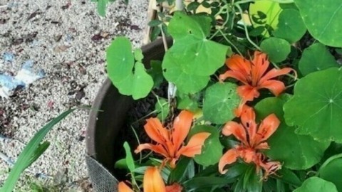 Kapuzinerkresse gegen Schnecken an Blumen