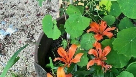 Kapuzinerkresseblätter umgeben orangefarbene Blumen in einem Gartenbeet, ideal gegen Schneckenbefall.