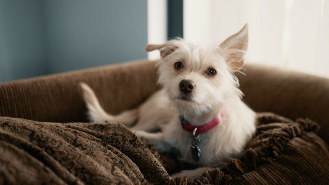 Ein kleiner, weißer Hund liegt entspannt auf einer Couch, umgeben von weichen Decken und Tageslicht.