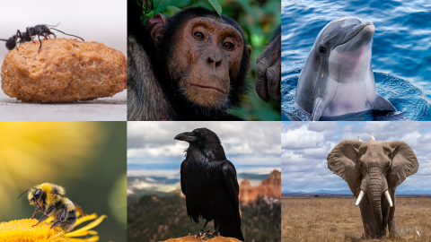 Eine Ameise sitzt auf einem Stück Felsen, während ein Schimpanse nachdenklich schaut, ein Delphin aus dem Wasser springt, eine Biene auf einer Blume landet, ein Rabe auf einem Hügel steht und ein Elefant in der Savanne wandert.