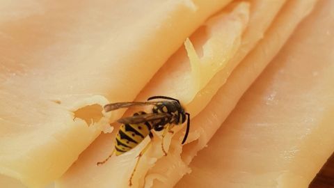 Nervige Wespen mit Schinken ablenken