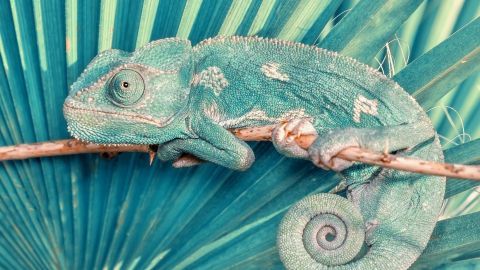 Ein grüner Gecko sitzt auf einem Ast vor einem türkisfarbenen Blatt und wirkt ruhig in seinem natürlichen Habitat.