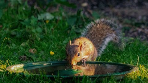 Eine Eichhörnchen trinkt aus einer flachen Schale Wasser, während es auf dem grünen Gras steht.