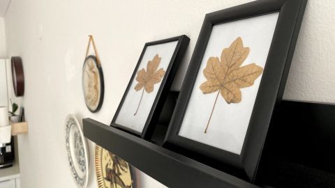 Getrocknete Blätter in schwarzen Rahmen werden im Wohnraum auf einem Regal dekorativ präsentiert, um herbstliche Deko zu schaffen.